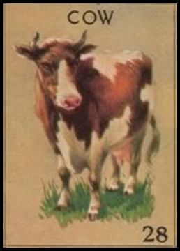 28 Cow
